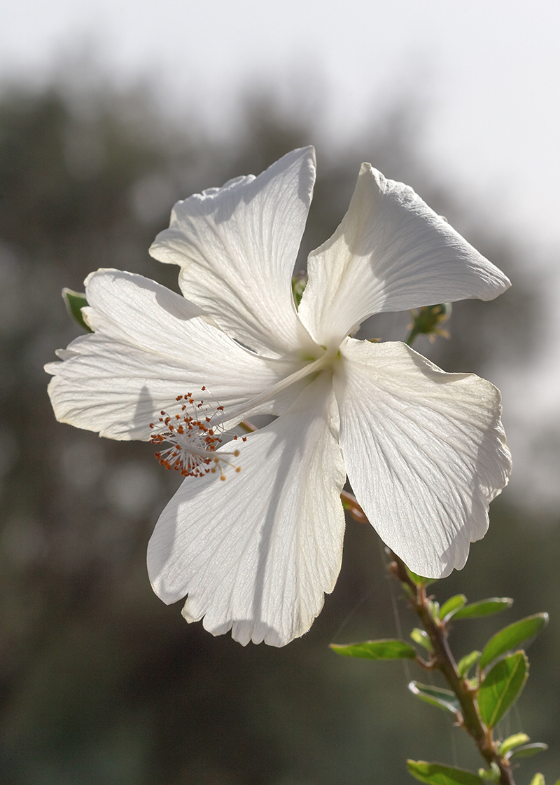 Image of Hibiscus rosa-sinensis specimen.