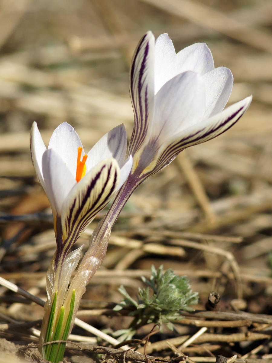 Изображение особи Crocus reticulatus.