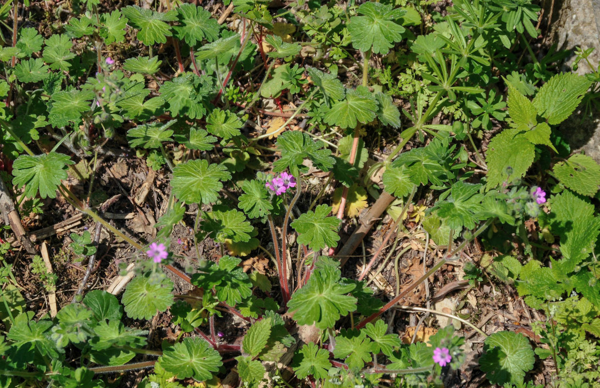 Изображение особи Geranium molle.