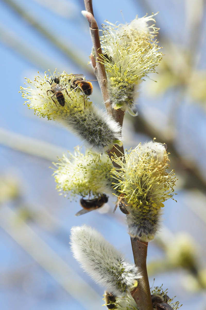 Изображение особи Salix gmelinii.