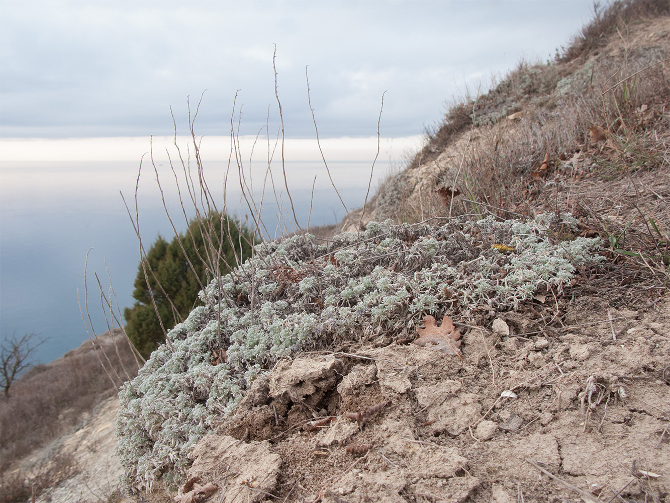 Image of Artemisia caucasica specimen.