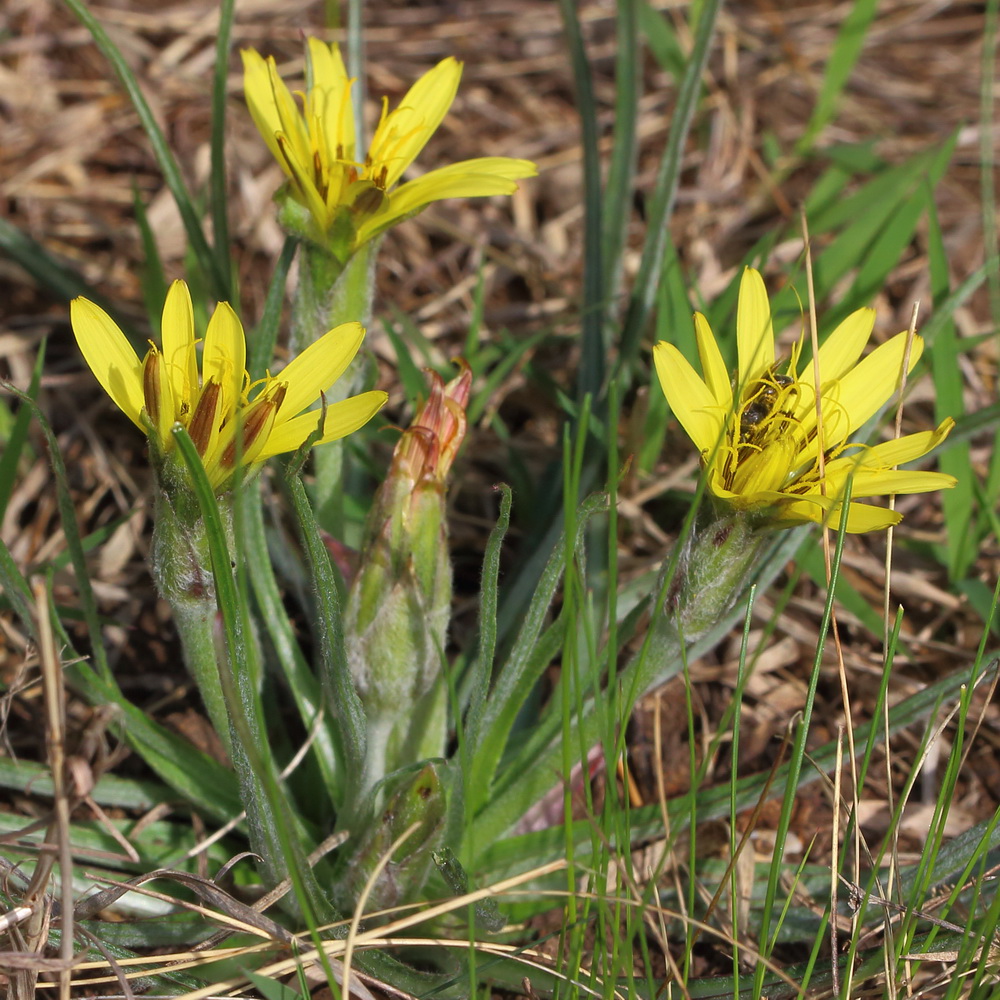 Image of Scorzonera mollis specimen.