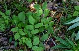 Rubus arcticus. Отцветшее растение. Красноярский край, Таймырский Долгано-Ненецкий р-н, пос. Хантайское Озеро, окраина зарослей кустарников. 27.07.2023.