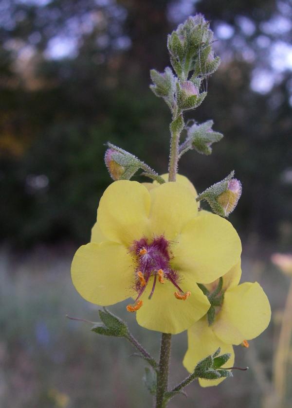 Image of Verbascum blattaria specimen.