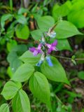 Lathyrus vernus. Цветки и часть листа. Краснодарский край, г/о Сочи, Хостинский р-н, у дороги к Орлиным скалам, широколиственный лес. 30.04.2022.