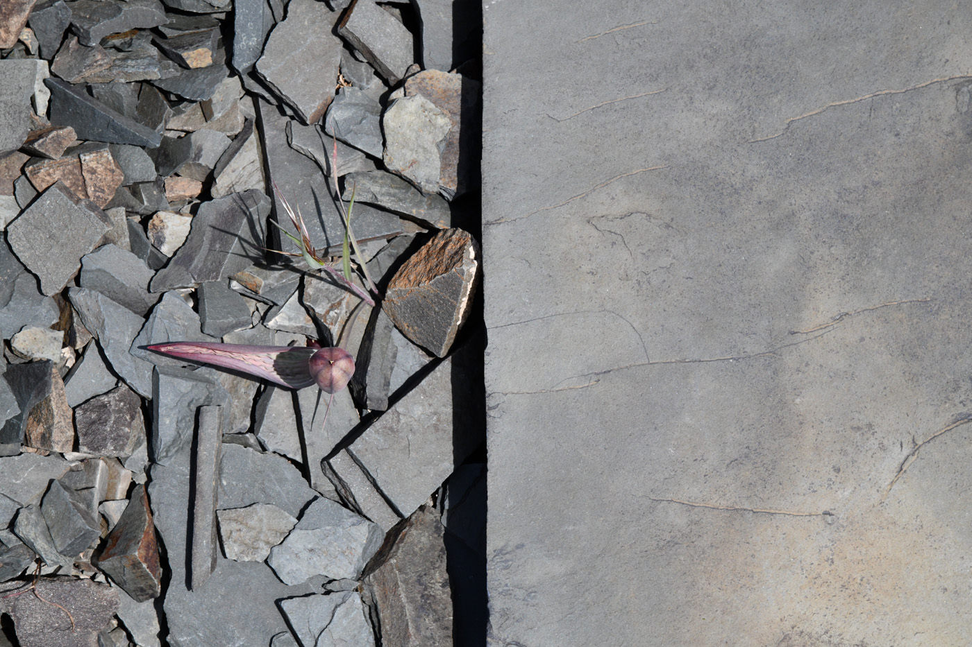 Image of Tulipa regelii specimen.