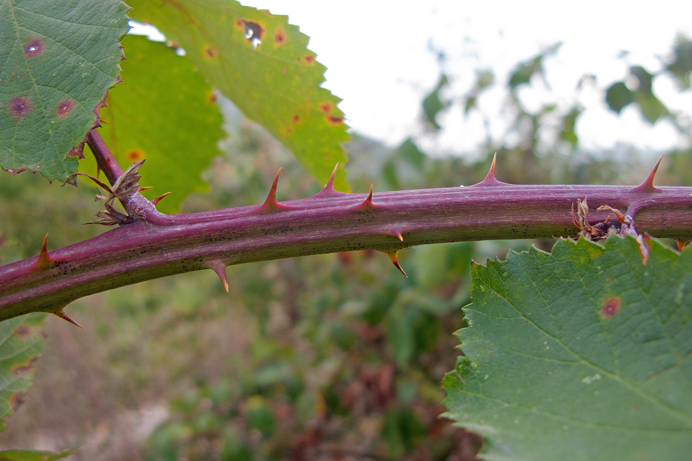 Image of Rubus lloydianus specimen.