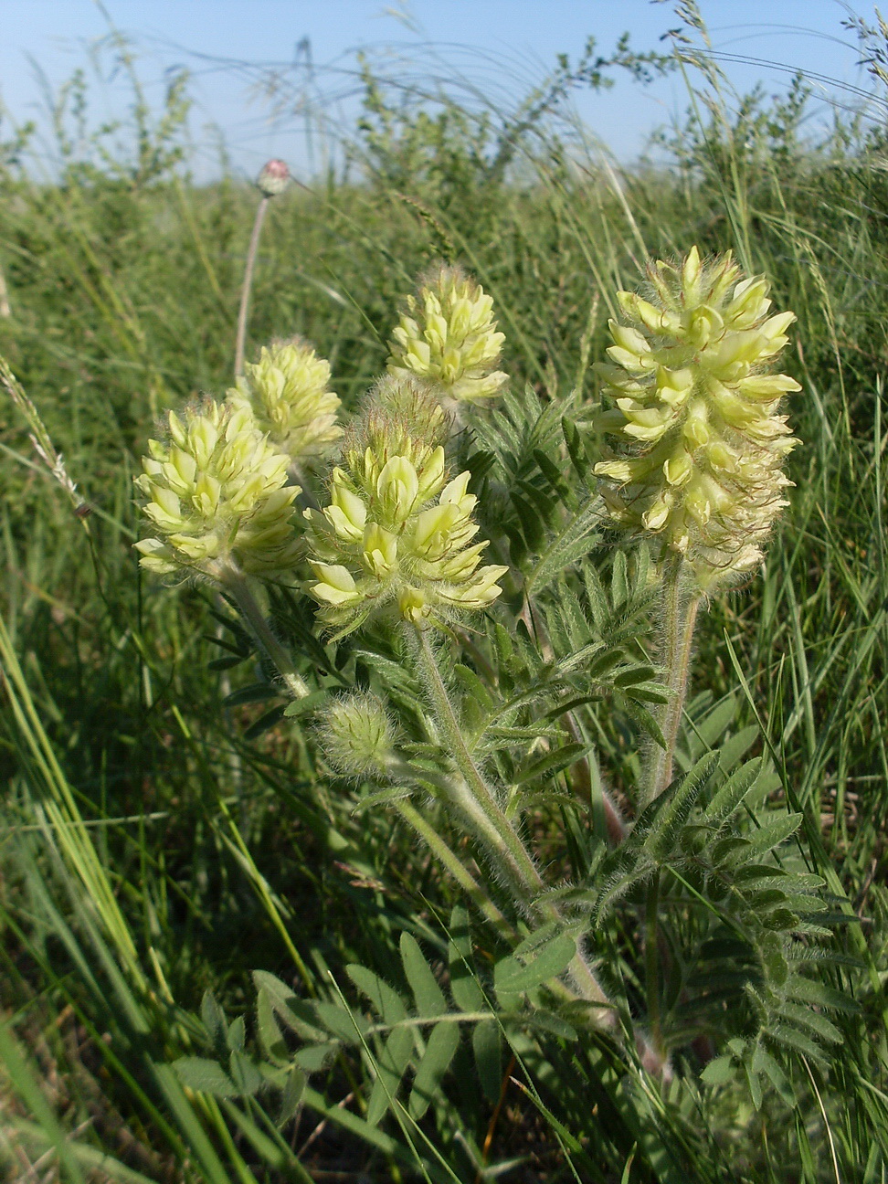 Изображение особи Oxytropis pilosa.