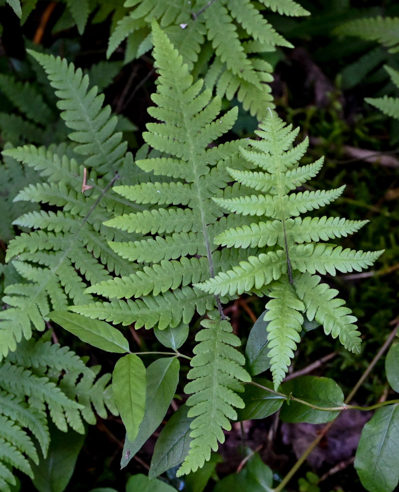 Image of Phegopteris connectilis specimen.