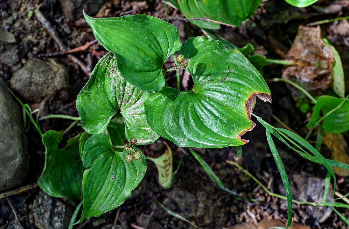 Изображение особи Maianthemum dilatatum.