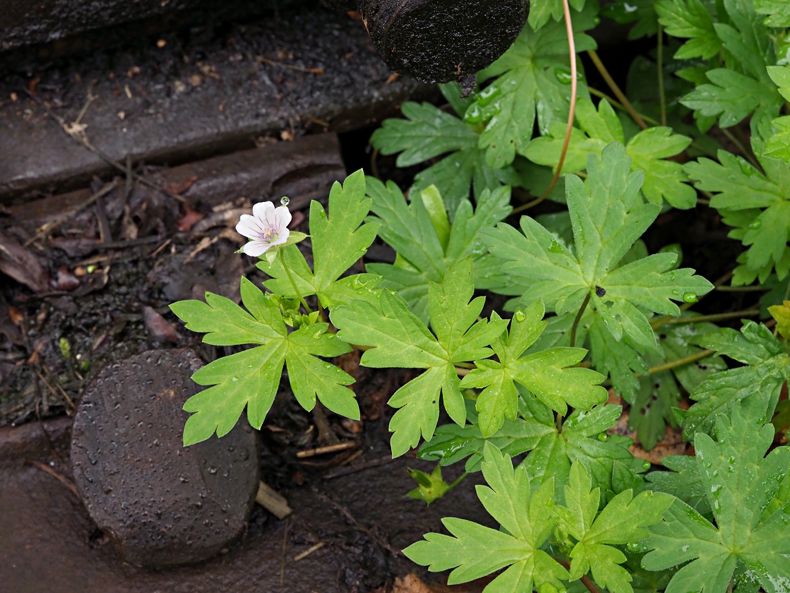 Image of Geranium sibiricum specimen.