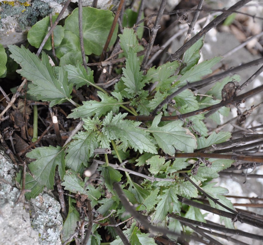 Изображение особи Scrophularia heterophylla.