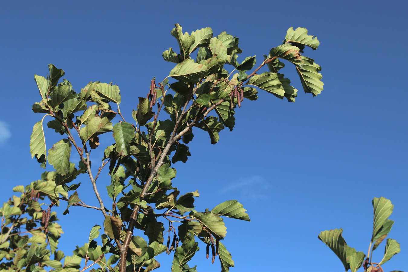 Изображение особи Alnus glutinosa.