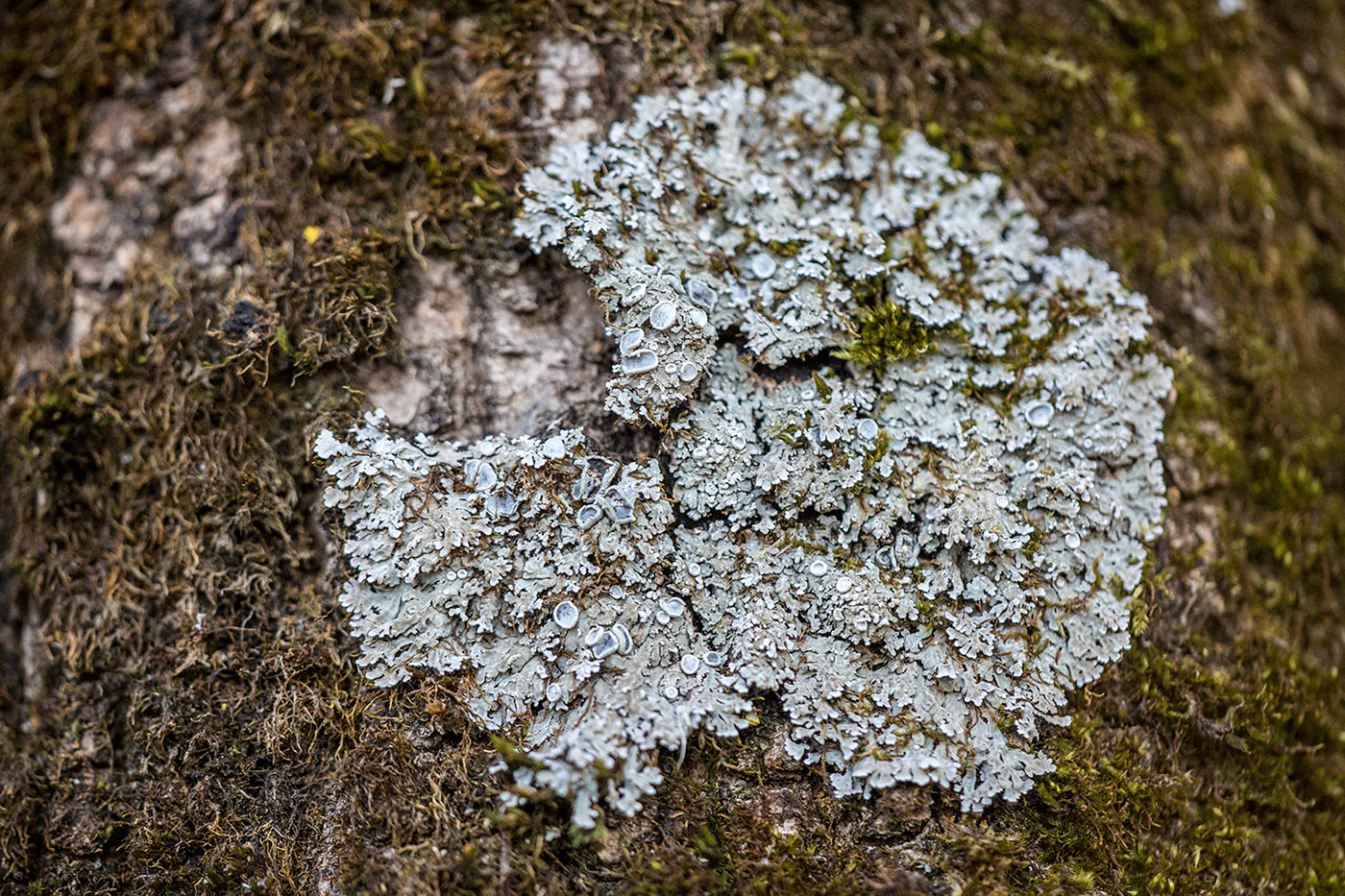 Image of genus Physconia specimen.