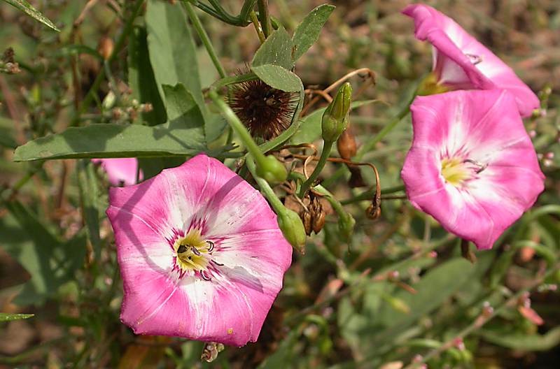 Image of Convolvulus chinensis specimen.