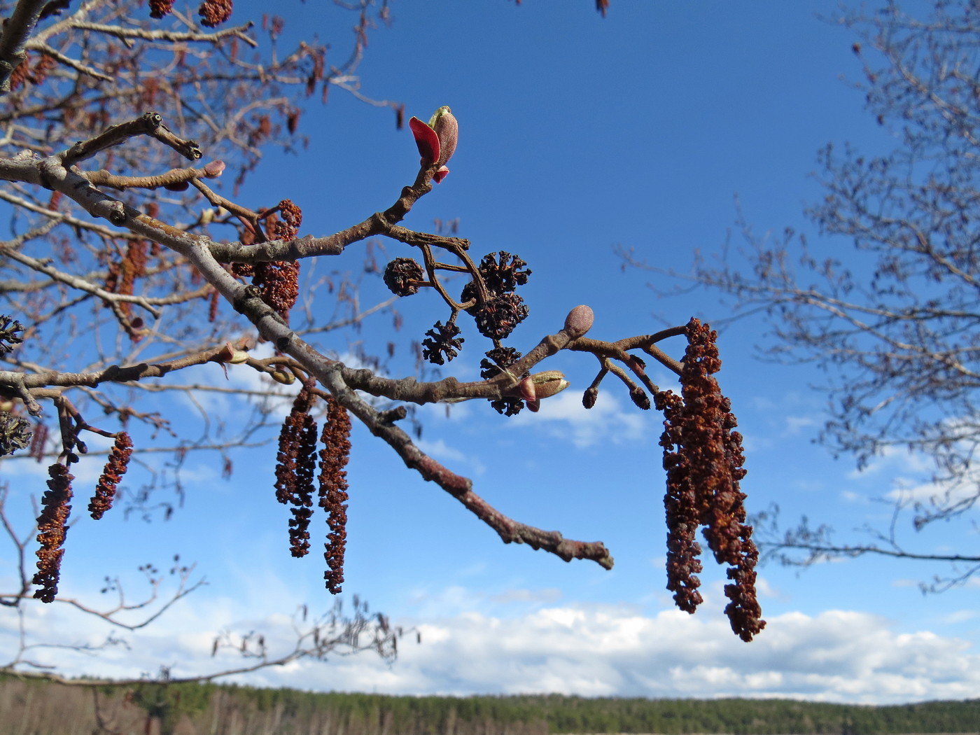 Image of Alnus glutinosa specimen.