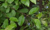 genus Salix