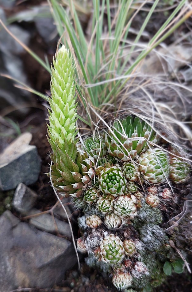 Изображение особи Orostachys spinosa.