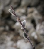 Salix recurvigemmata. Верхушка побега с генеративными почками. Пермский край, Добрянский р-н, окр. с. Полазна, берег Камского водохранилища, обнажение гипса. 12.04.2025.