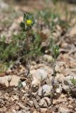 Melilotoides brachycarpa