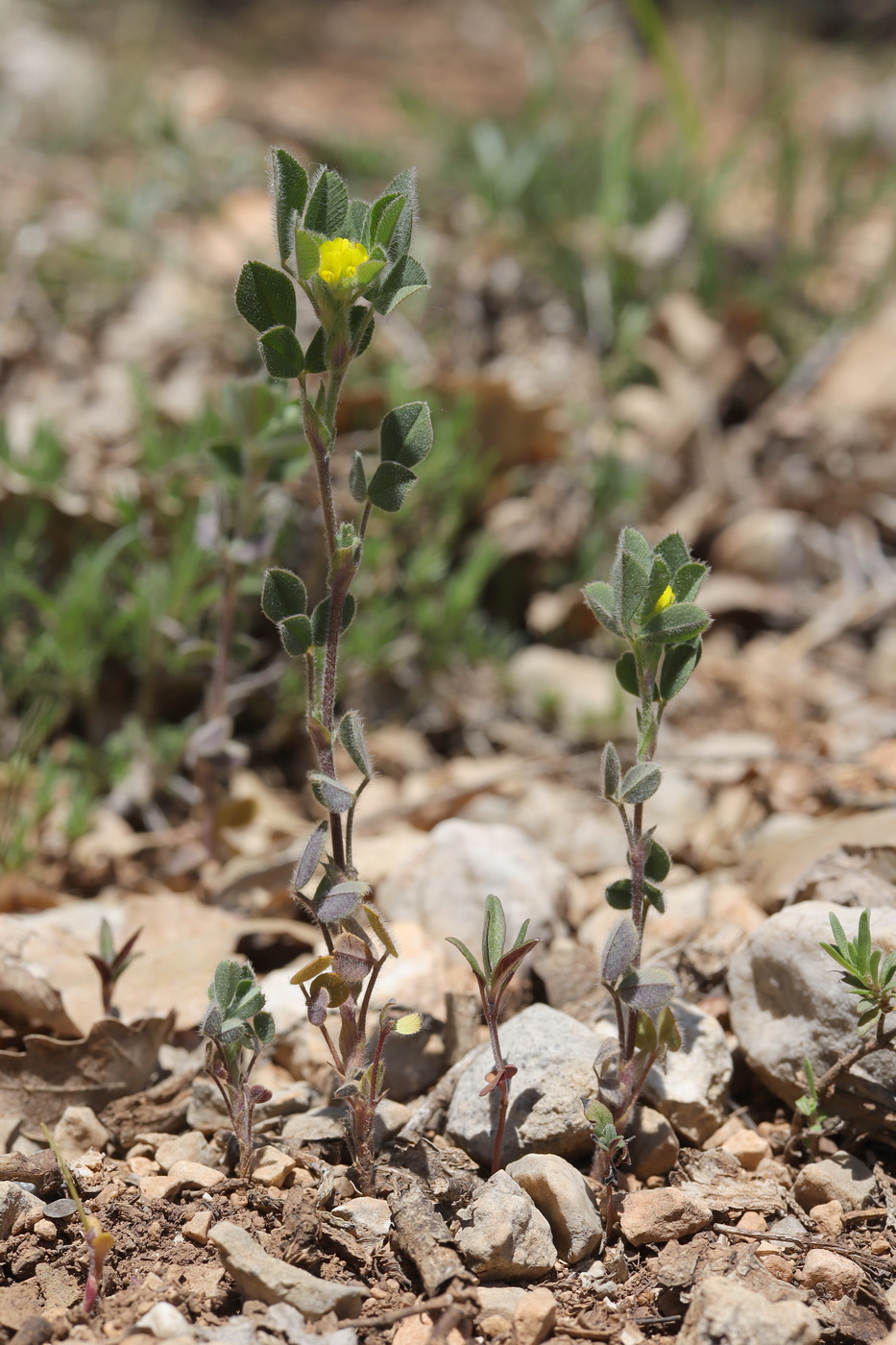 Изображение особи Melilotoides brachycarpa.