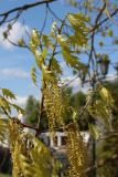 Quercus rubra. Цветущая ветвь. Беларусь, г. Витебск, ул. Пушкина ок. Белорусского театра \"Лялька\", в озеленении. 04.05.2025.