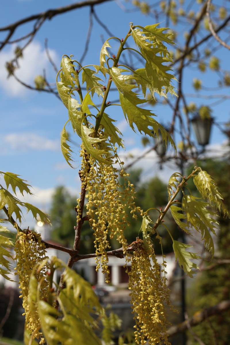 Image of Quercus rubra specimen.