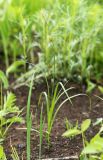 Carex tenuistachya. Плодоносящее растение. Приморский край, Октябрьский р-н, окр. с. Гранатовка, верхняя часть остепнённого южного склона у края плато, разреженные заросли кустарников. 21.05.2025.
