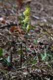 Linaria vulgaris