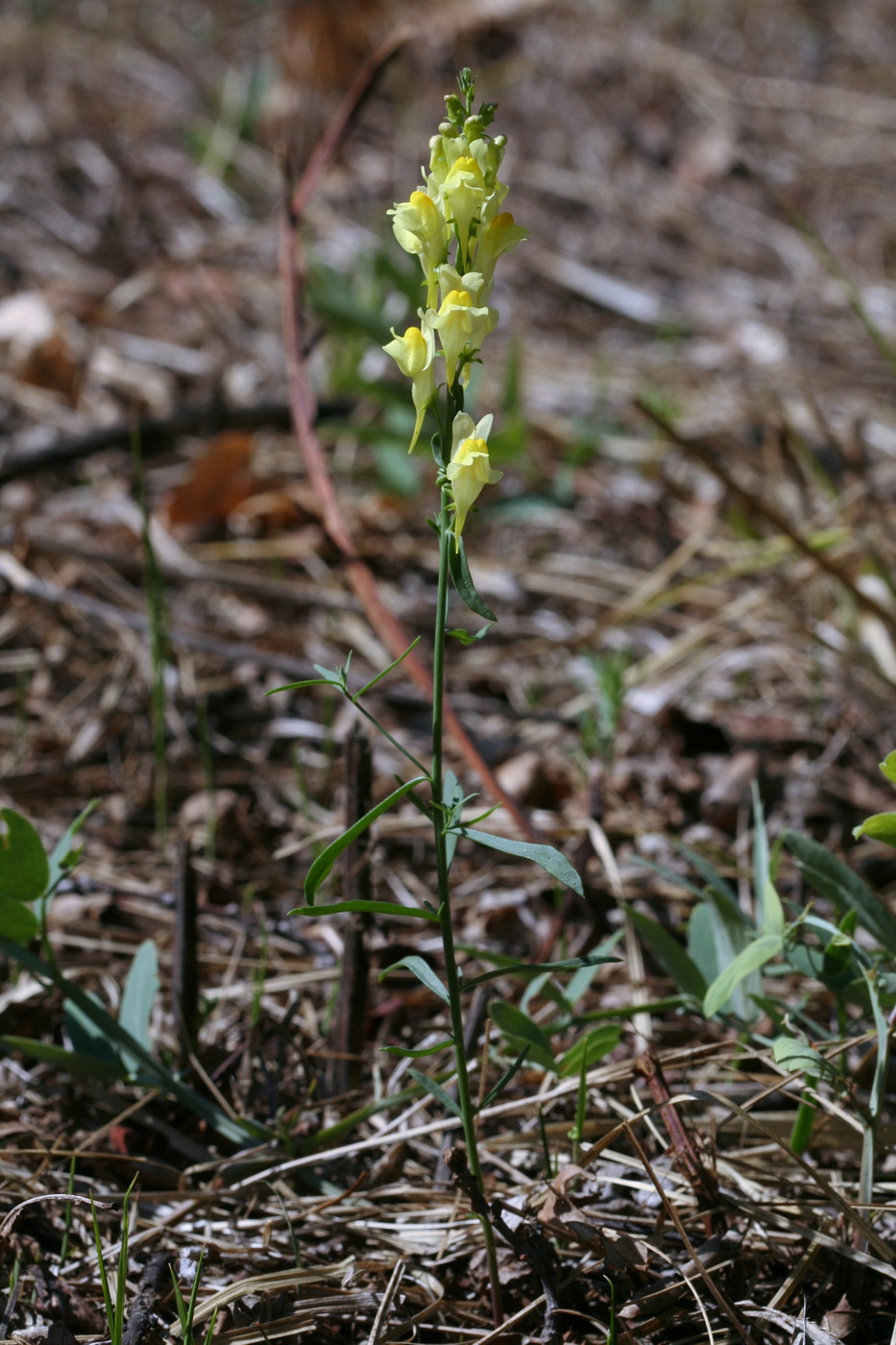Image of Linaria vulgaris specimen.