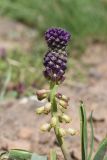 Leopoldia caucasica. Соцветие. Турция, ил Карс, окр. г. Дигор, плоскогорье между Дигорским карьером и ущ.м р. Дигор, глинистый участок. 19 мая 2025 г.