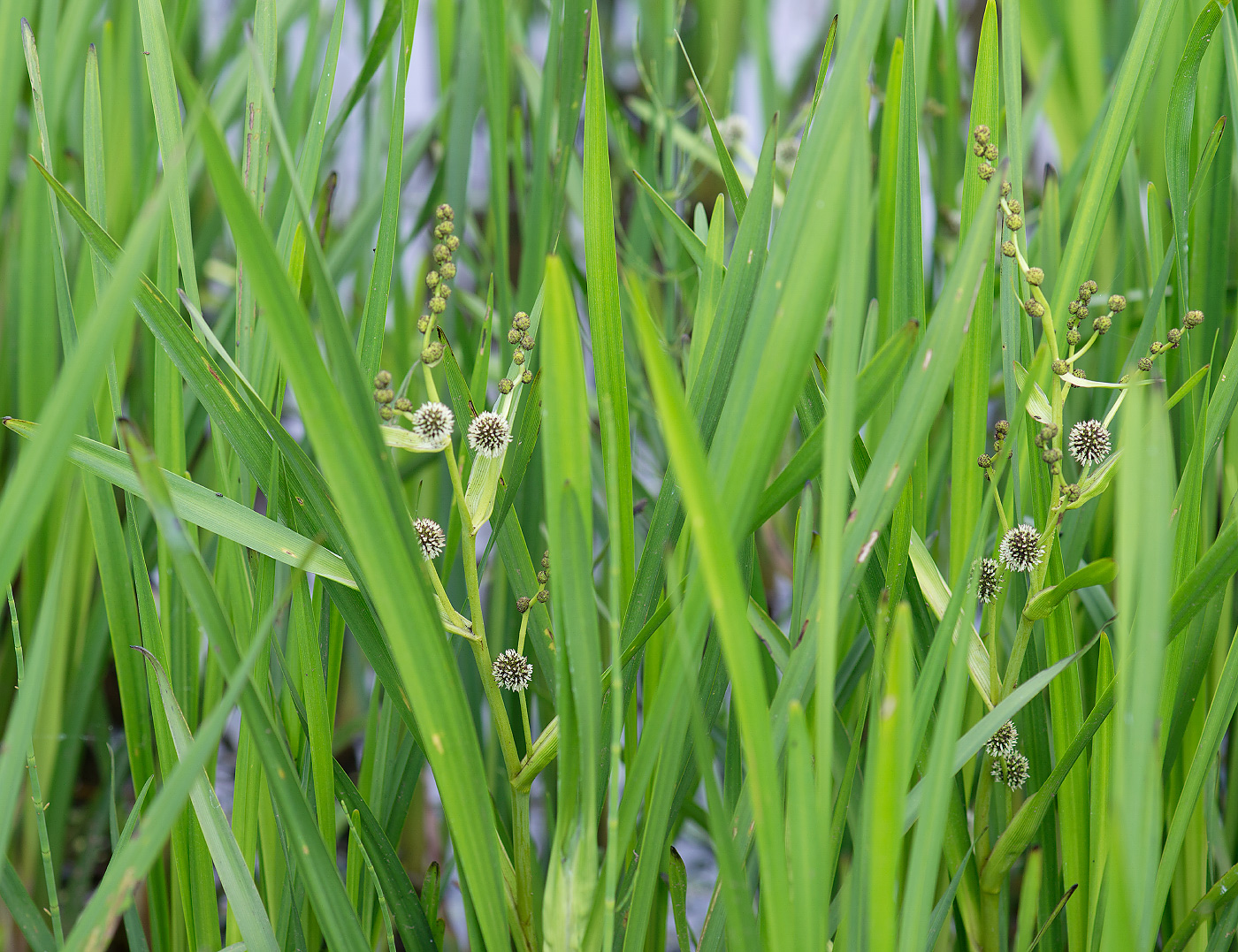 Image of Sparganium erectum specimen.