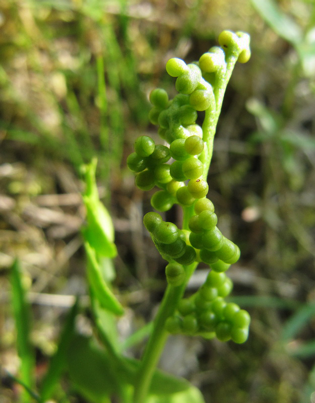 Изображение особи Botrychium lunaria.