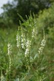 Melilotus albus