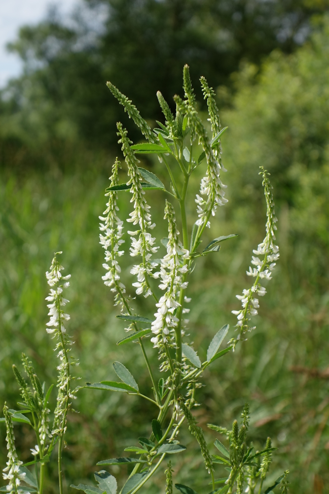 Изображение особи Melilotus albus.