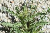 genus Carduus