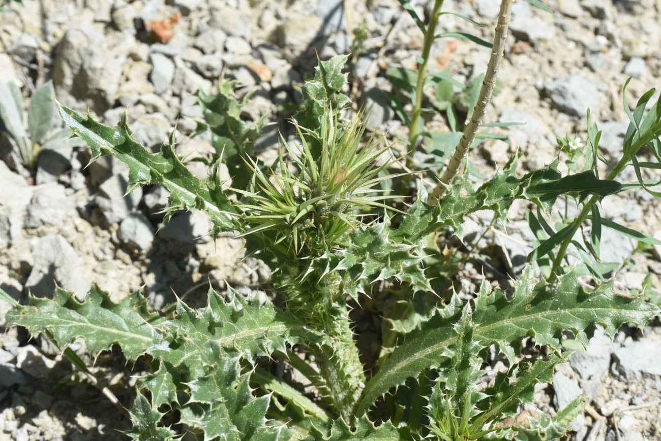 Image of genus Carduus specimen.