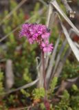 Viscaria alpina