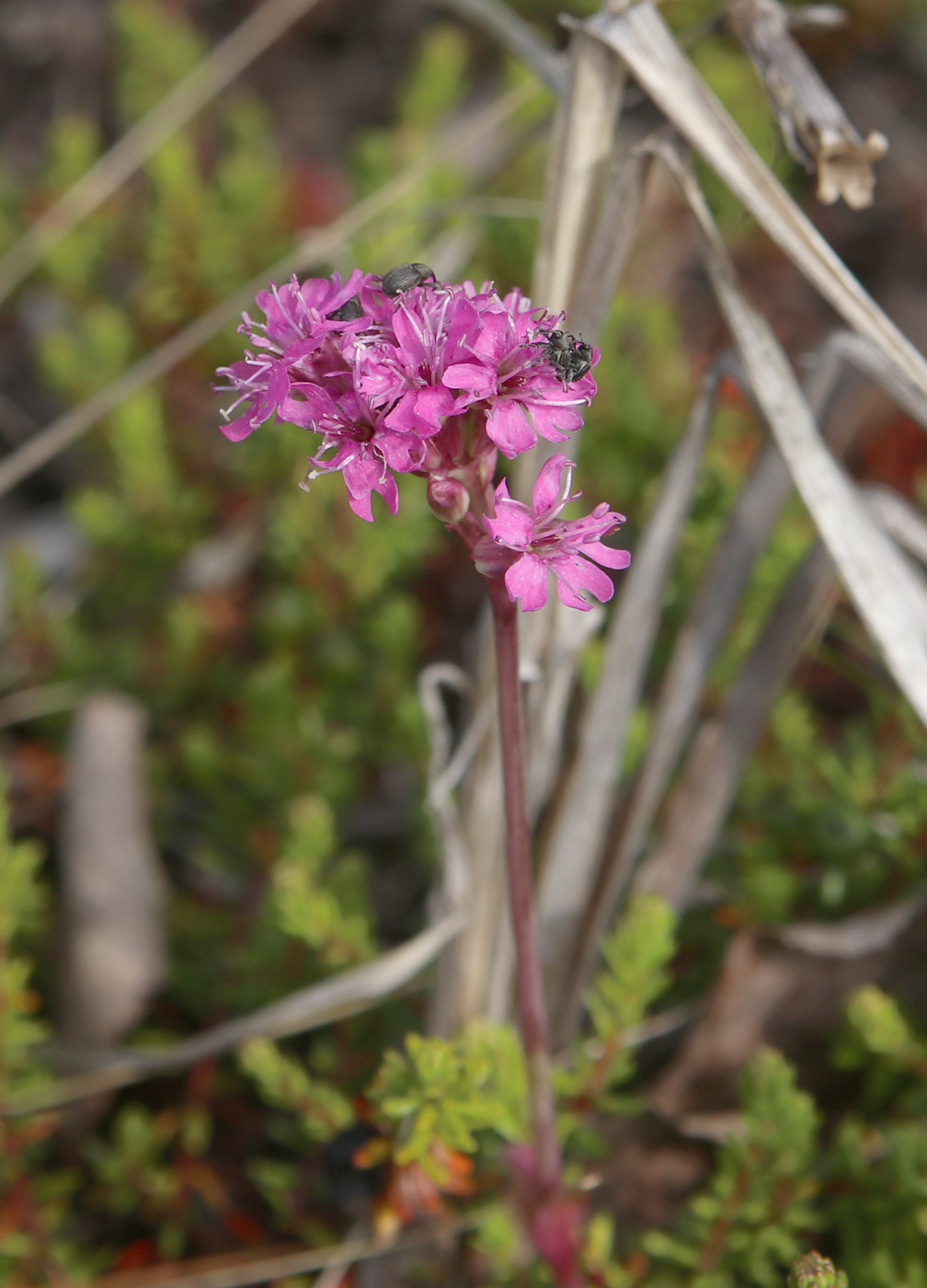 Image of Viscaria alpina specimen.