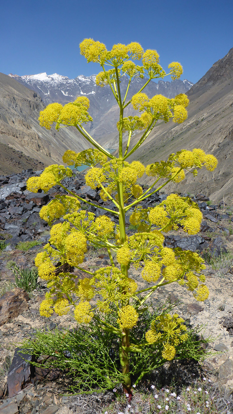 Изображение особи Ferula grigoriewii.
