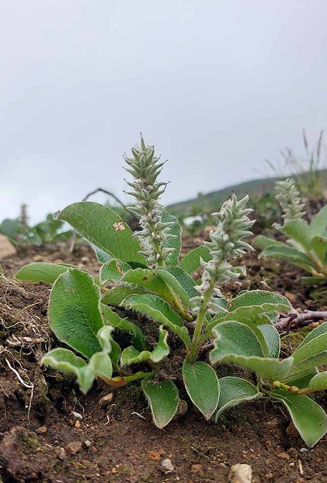Image of genus Salix specimen.