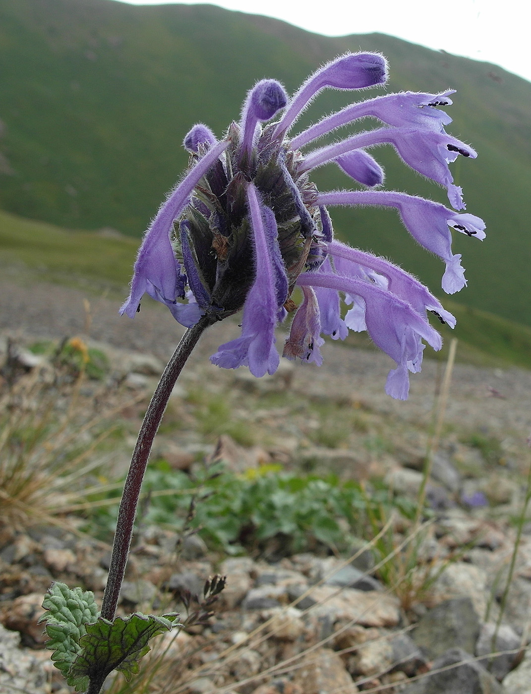 Изображение особи Dracocephalum laniflorum.