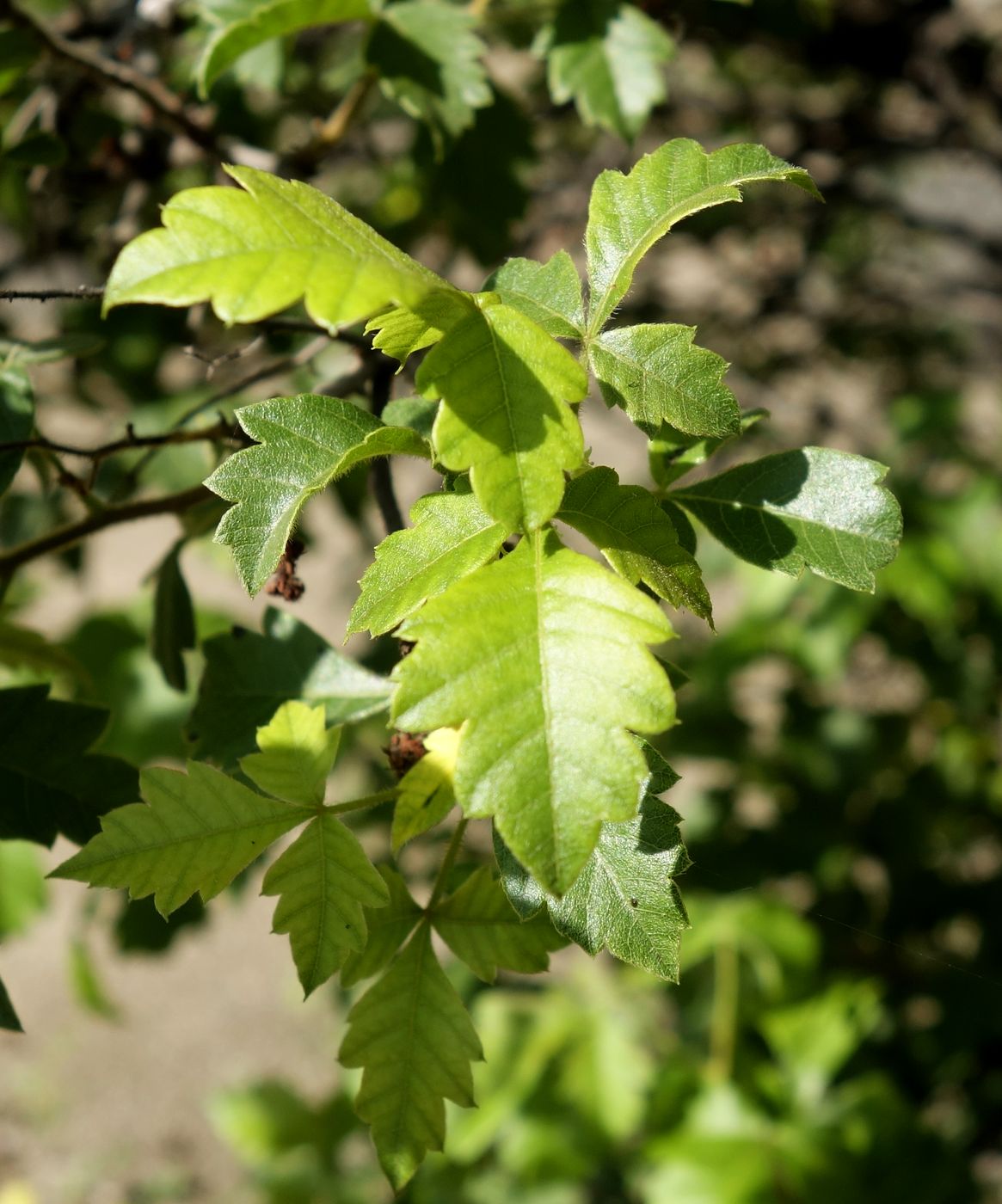 Изображение особи Searsia dentata.