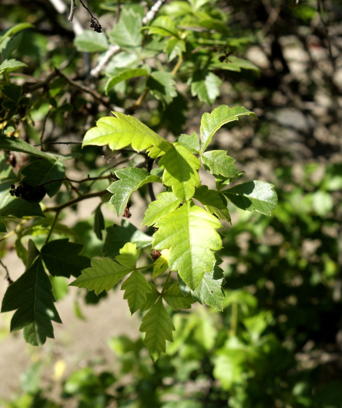 Изображение особи Searsia dentata.