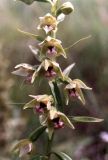 Epipactis persica. Соцветие. Крым, окр. с. Перевальное, степной склон. 28 июня 2005 г.