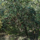 род Crataegus