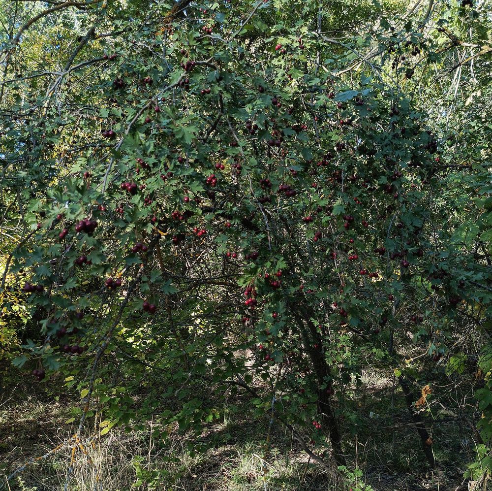 Image of genus Crataegus specimen.