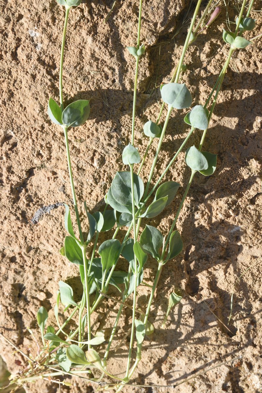 Image of Silene chlorifolia specimen.