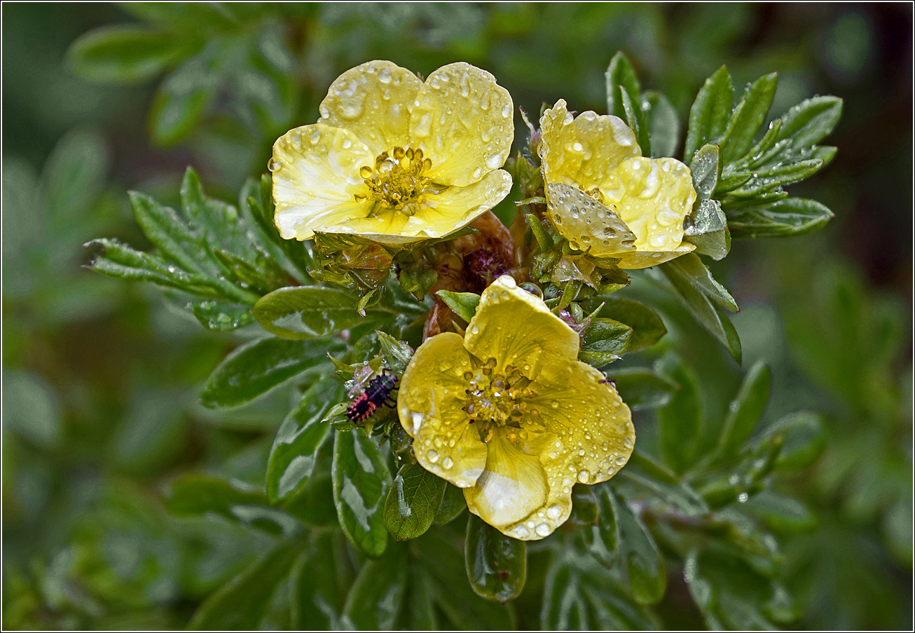 Image of Dasiphora fruticosa specimen.