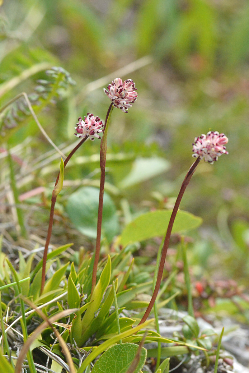 Изображение особи Tofieldia coccinea.
